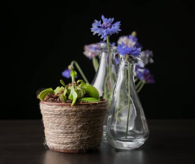 Dionaea muscipula ve bluettes koyu arka plan üzerinde
