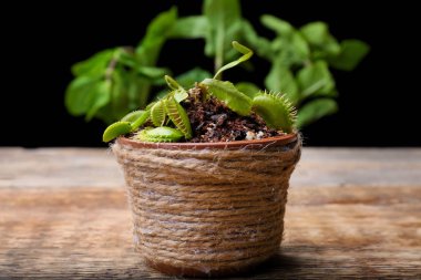 Dionaea muscipula ahşap tablo