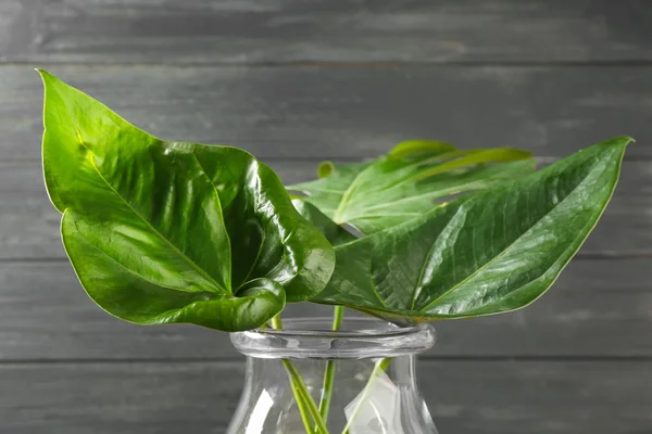 Vaso con belle foglie tropicali — Foto Stock