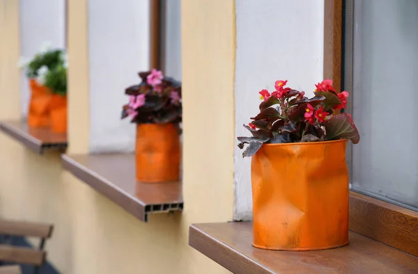 Plantas com flores em latas recicladas no peitoril da janela ao ar livre — Fotografia de Stock