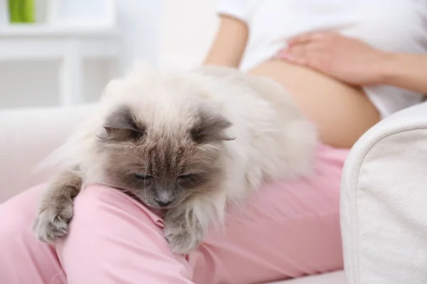 Jovem grávida sentada com gato bonito em poltrona, close-up — Fotografia de Stock