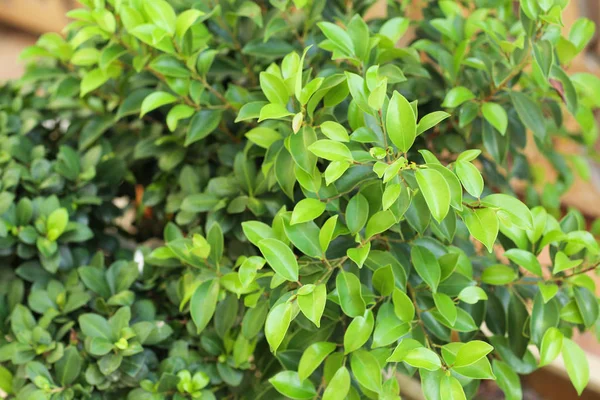 Tropical bush se zelenými listy, closeup — Stock fotografie