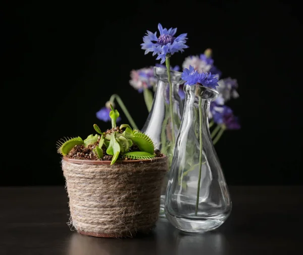 Dionaea muscipula und Blautöne auf dunklem Hintergrund — Stockfoto