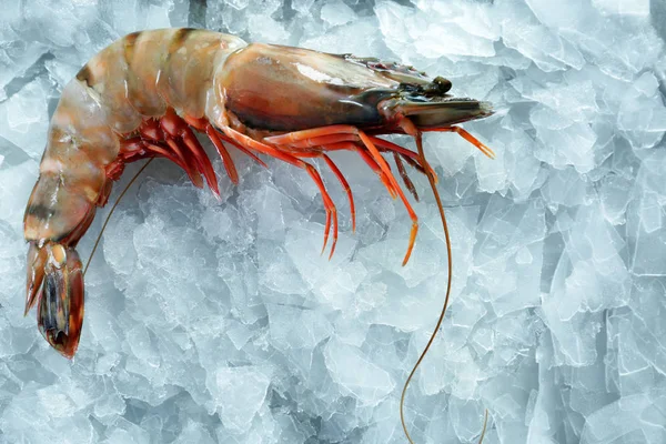 在冰上的鲜虾 — 图库照片