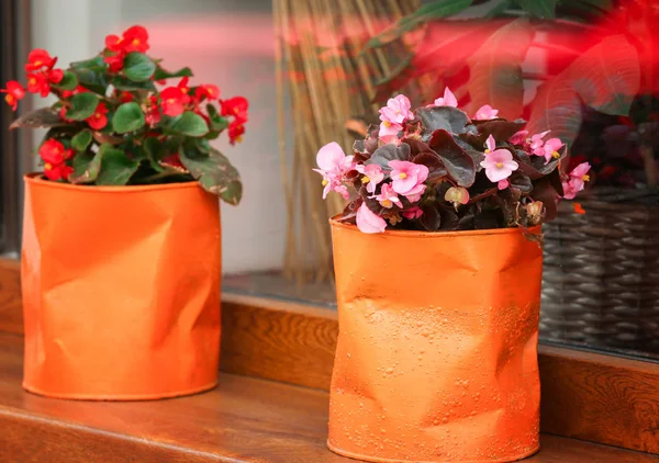 Plantas com flores em latas recicladas no peitoril da janela ao ar livre — Fotografia de Stock