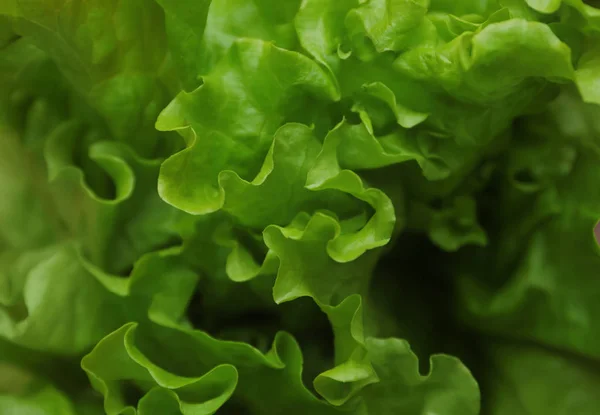 Färsk grön sallad, närbild — Stockfoto