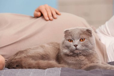 Cute cat and pregnant woman on bed clipart