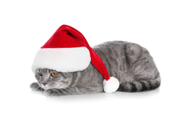 Niedliche Katze mit Weihnachtsmütze auf weißem Hintergrund — Stockfoto