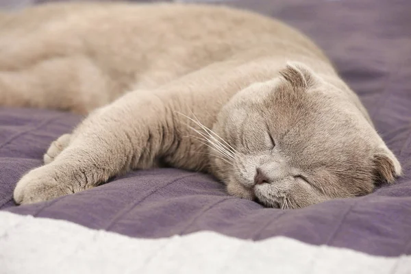 Niedliche Katze schlafend im Bett, Nahaufnahme — Stockfoto