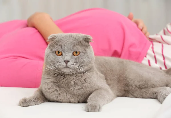 Aranyos macska és terhes asszony-ágyon — Stock Fotó
