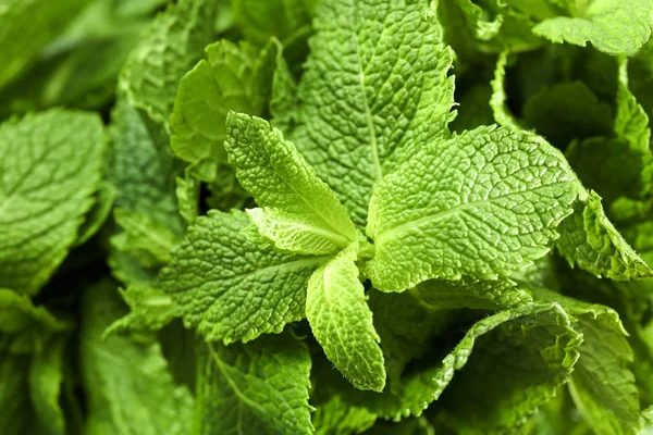Fresh green mint, closeup — Stock Photo, Image
