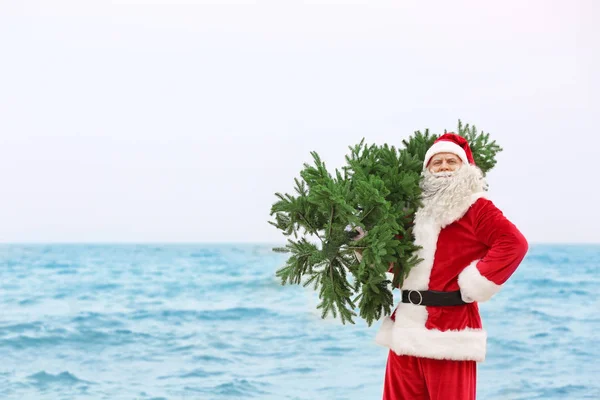 Autentico Babbo Natale con albero di Natale sullo sfondo del mare — Foto Stock