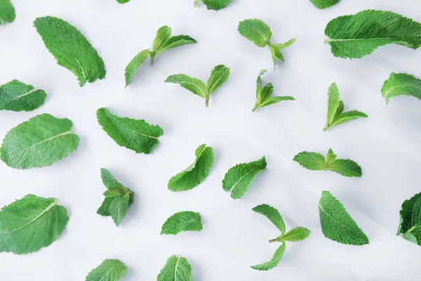 Foglie di menta su sfondo bianco — Foto Stock