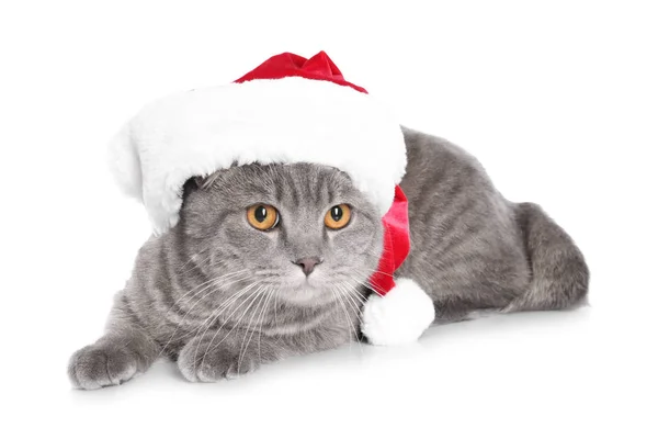 Niedliche Katze mit Weihnachtsmütze auf weißem Hintergrund — Stockfoto