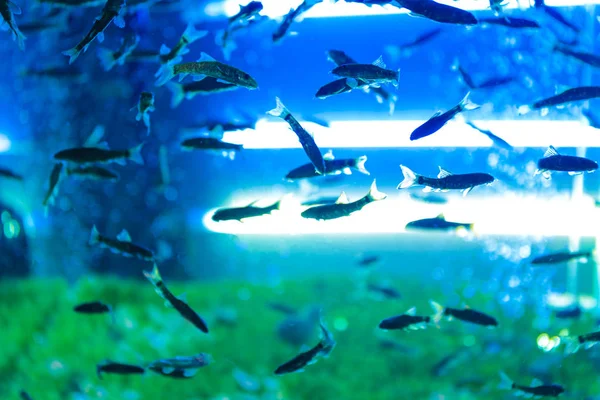 Aquarium mit Fischen für Pediküre im modernen Schönheitssalon — Stockfoto