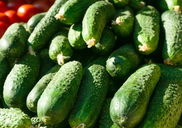 Veel groene komkommers, close-up — Stockfoto