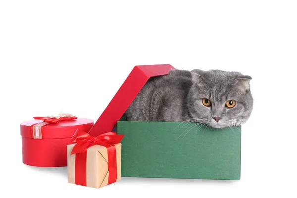 Schattige kat in de doos van de gift op witte achtergrond — Stockfoto
