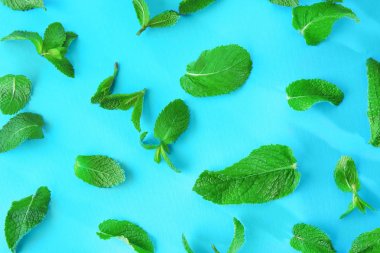 Renk arka plan üzerinde taze nane yaprakları