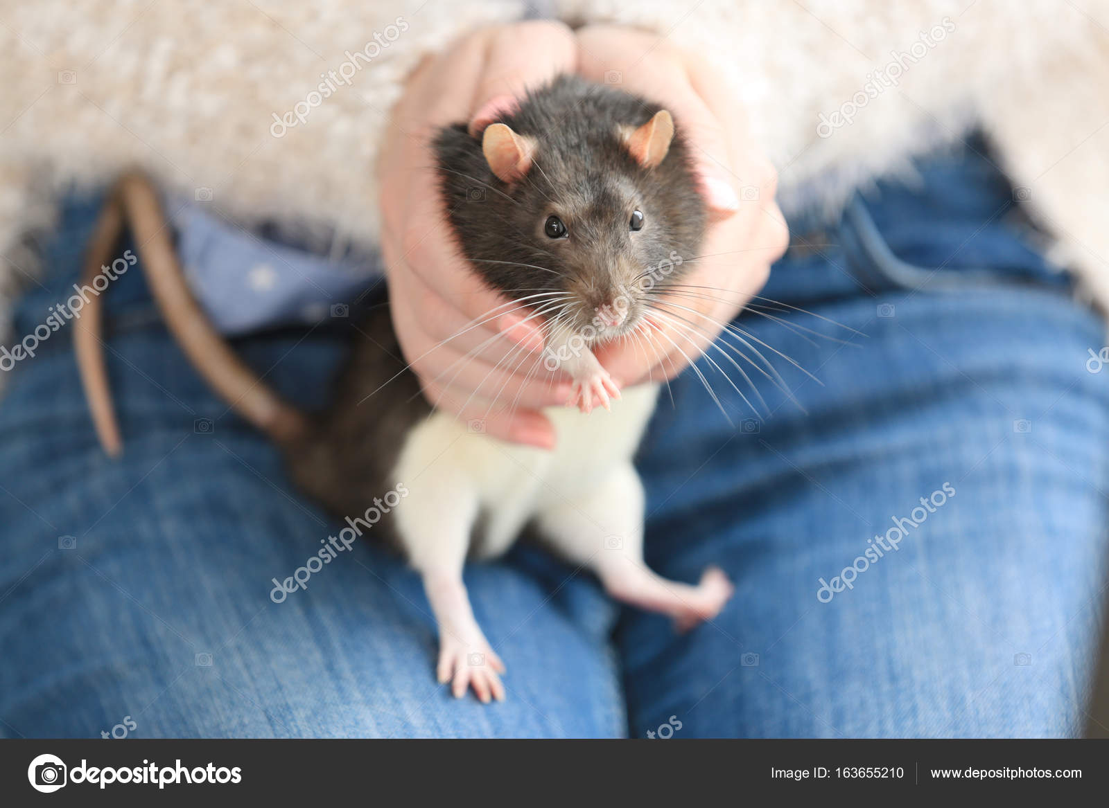 Woman holding cute rat Stock Photo by ©belchonock 163655210