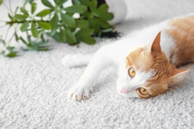 Devrilmiş ev bitkisi ışık halı üzerinde yakın yalan kedi