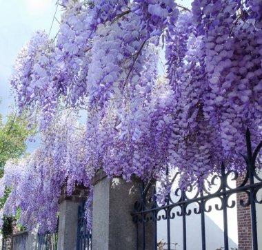 Sokak çiçek açan wisteria dallarda