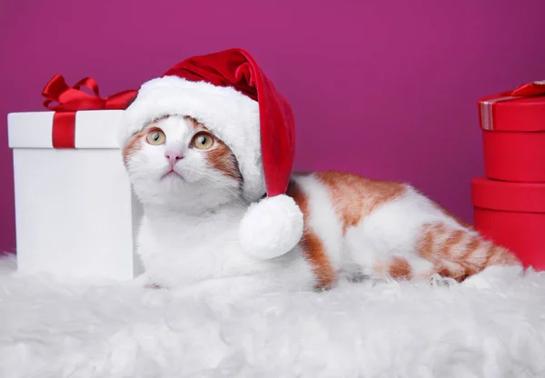 Gato bonito em chapéu de Papai Noel — Fotografia de Stock
