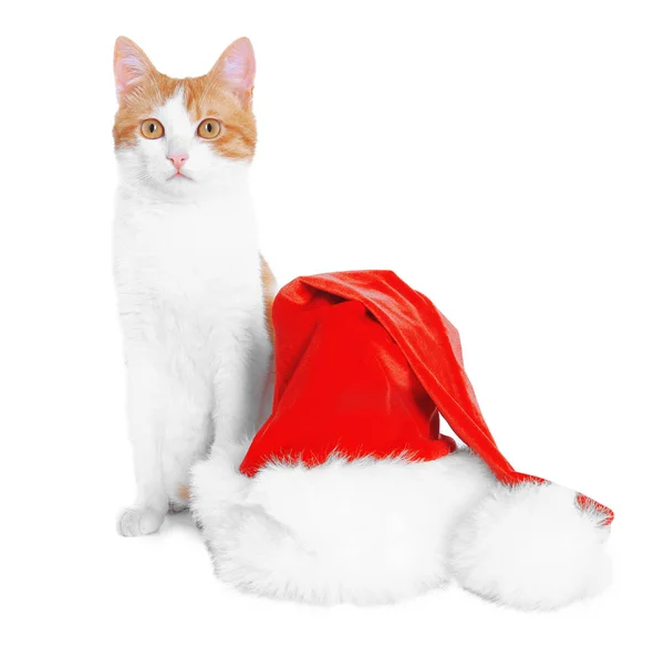 Söt katt med jultomten hatt — Stockfoto