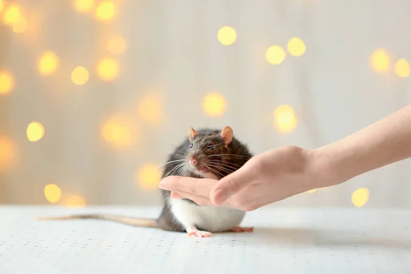 Kvinnlig hand med söt råtta — Stockfoto