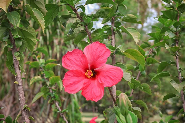 Bellissimo fiore tropicale — Foto Stock