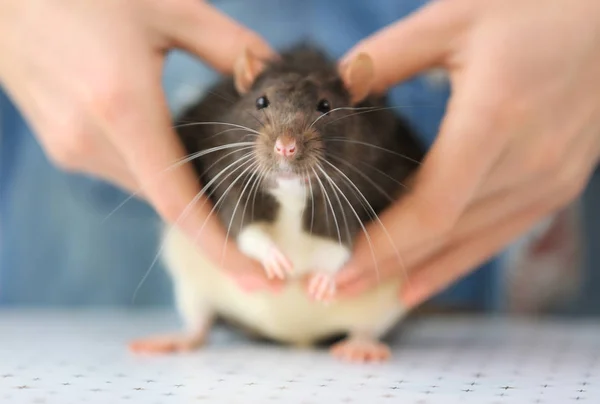 Giovane donna in possesso di ratto carino — Foto Stock