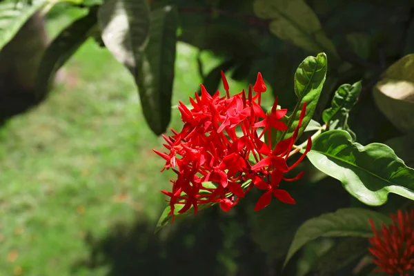 Belles fleurs tropicales — Photo