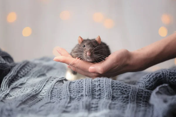 Kvinnlig hand med söt råtta — Stockfoto