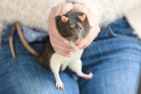 Donna in possesso di ratto carino — Foto Stock