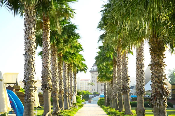 Callejón de la palmera — Foto de Stock