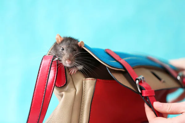 Niedliche Ratte im Sack — Stockfoto