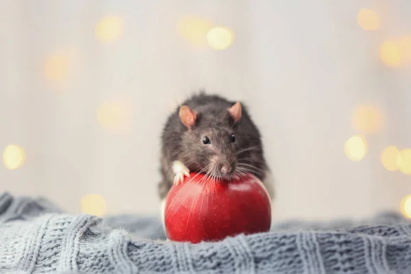 Ładny szczur z czerwonym jabłkiem — Zdjęcie stockowe