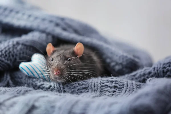Милая крыса с трикотажной тканью — стоковое фото