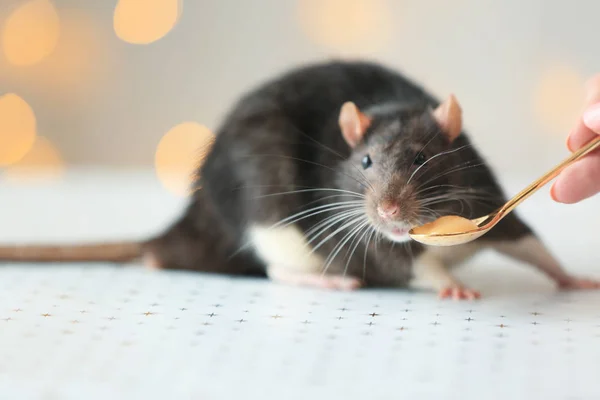 Kvinna utfodring söt råtta — Stockfoto