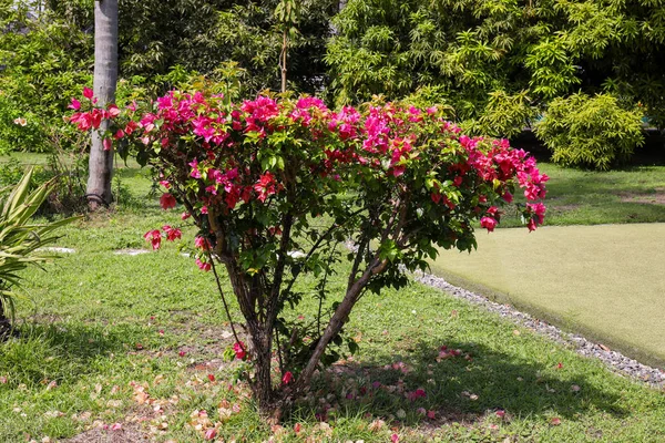 Bush con hermosas flores tropicales — Foto de Stock