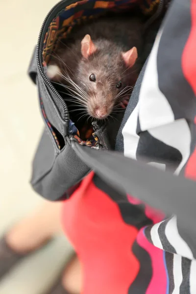 Femme avec rat mignon dans le sac — Photo