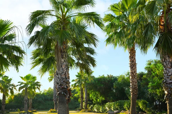 Palm tree alley — Stock Photo, Image