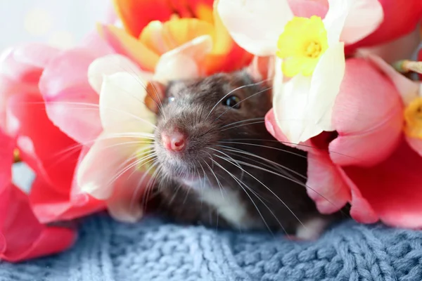 花の中でかわいいラット — ストック写真