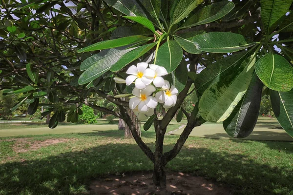 Belles fleurs tropicales — Photo