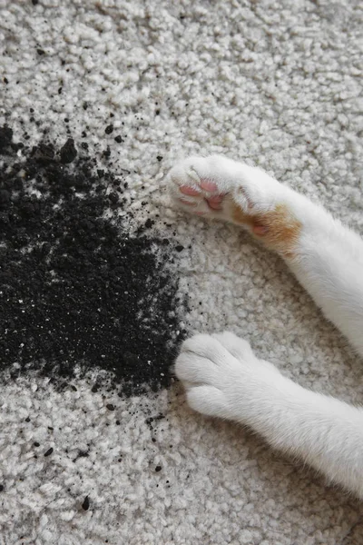 Patas de gato perto de solo disperso no tapete branco, close-up — Fotografia de Stock