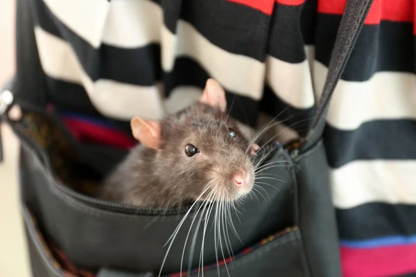 Kvinna med söt råtta i väska — Stockfoto