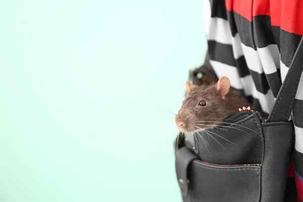 Femme avec rat mignon dans le sac — Photo