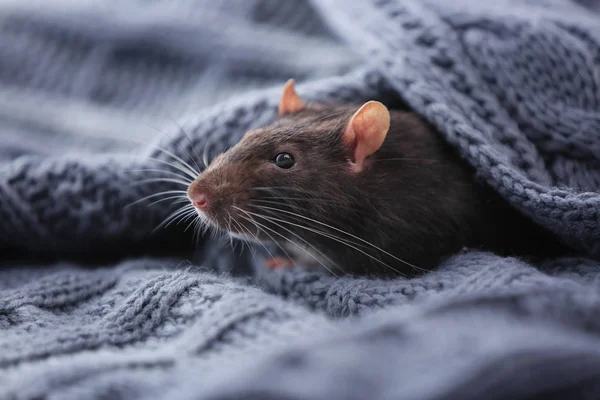 Cute rat with knitted fabric — Stock Photo, Image