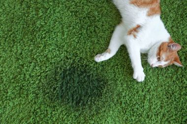 Cat lying on carpet  clipart