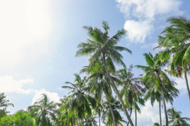 Yeşil tropikal avuç içi 