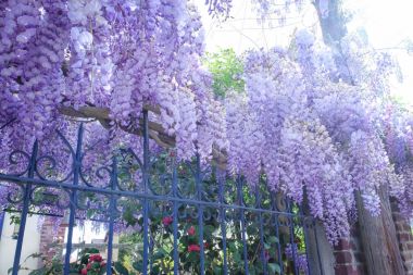 Sokak çiçek açan wisteria dallarda